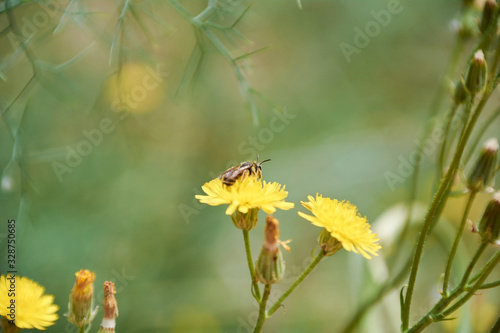 Bee on top of yellow flower in summer © Raul