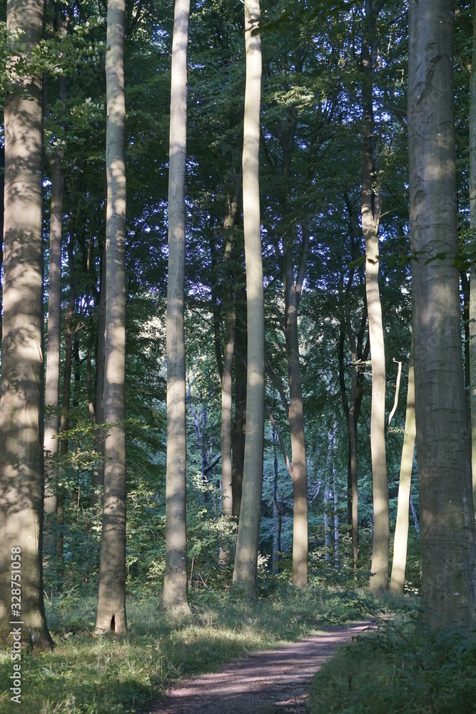 Waldweg Waldweg