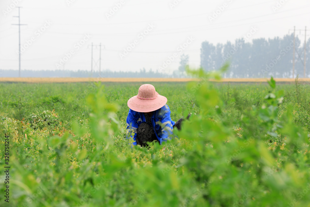 Farmers are harvesting peas in the fields, Luannan County, Hebei Province, China Farmers are harvesting peas in the fields, Luannan County, Hebei Province, China