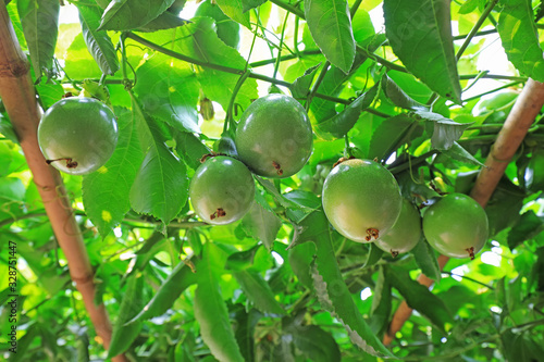 Passion fruit on plants in North China