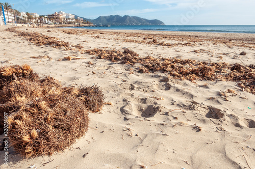 Poseidonia algae on the sand of a beach after a sea storm, a sunny morning in Cala Millor, Mallorca, Spain  photo