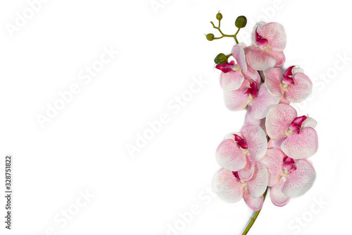 Fototapeta Naklejka Na Ścianę i Meble -  pink white orchid flowers on white background cope space.