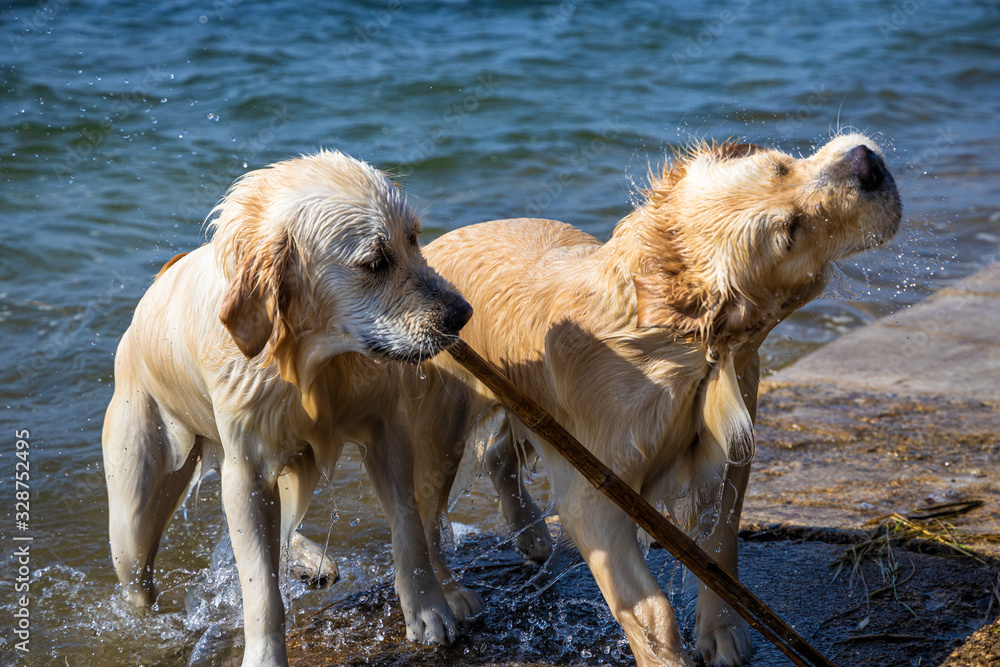 Dogs in water