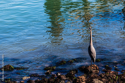 Great Blue Heron in the Water in San Francisco