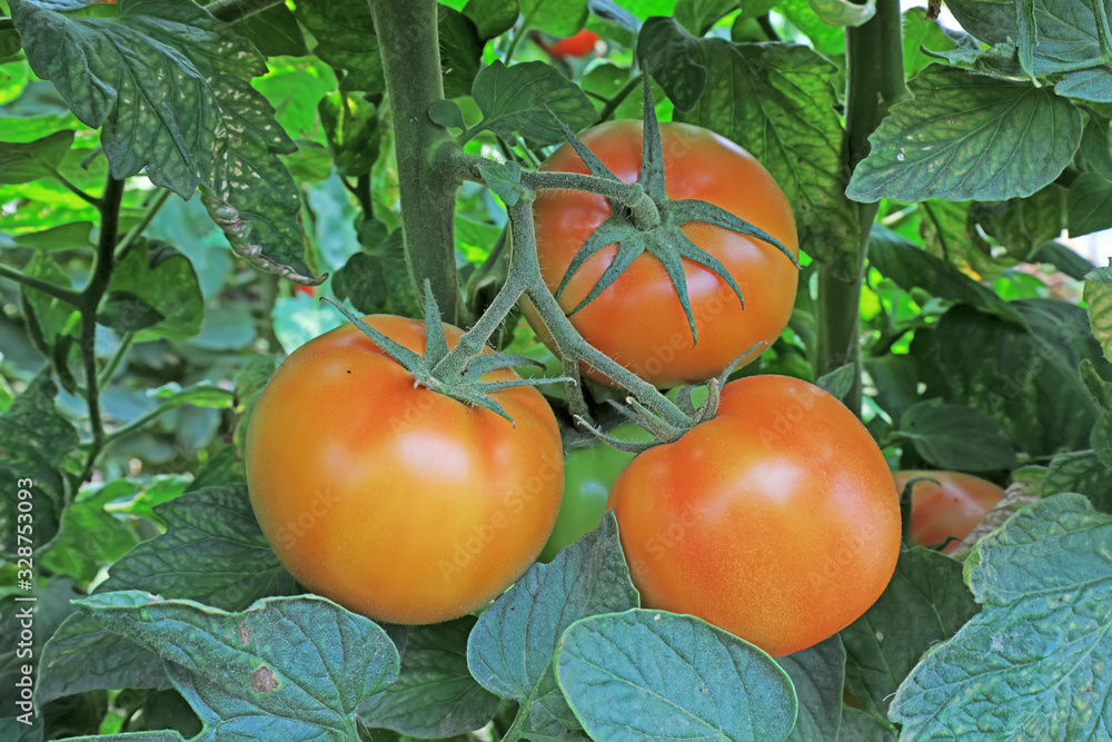 Obraz premium Ripe tomatoes in greenhouses, North China