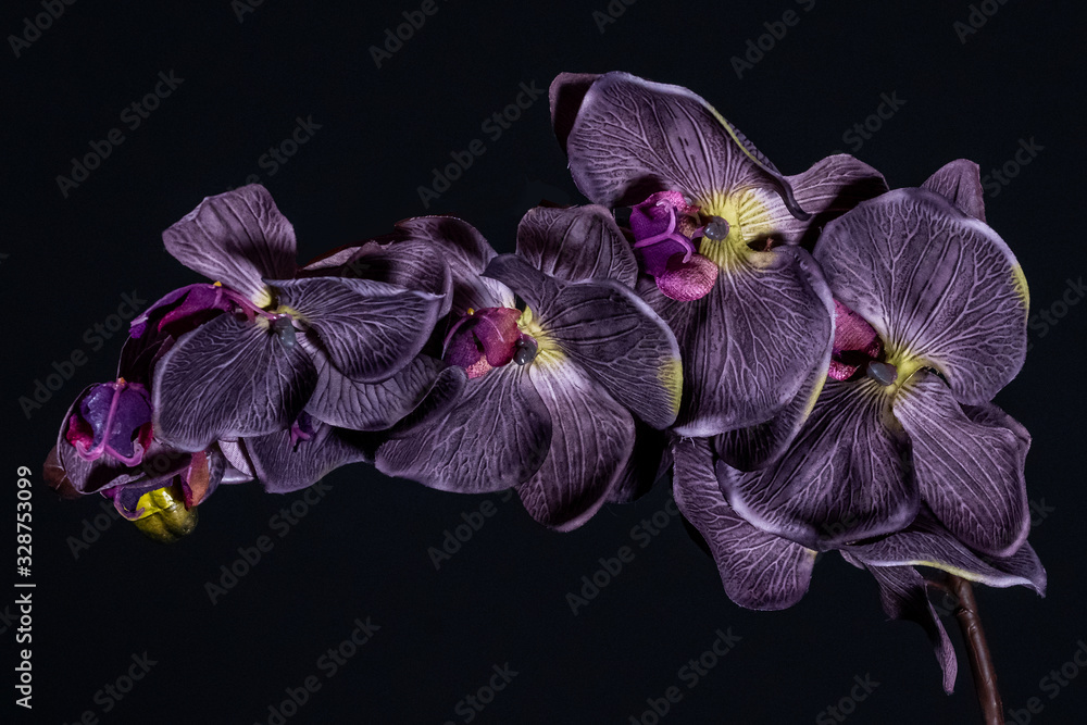 Violet orchid flower on black background close up.. - obrazy, fototapety, plakaty 