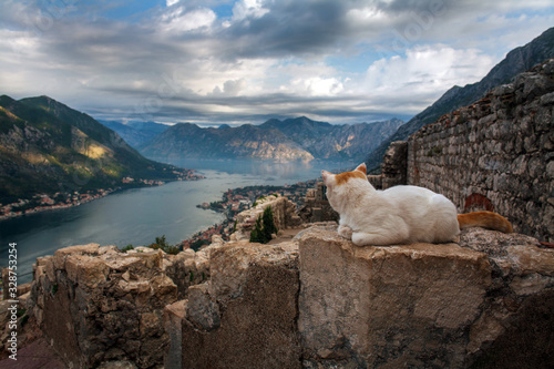 Cat on top of an ancient fortress on background of Kotor Bay, mountains and sky