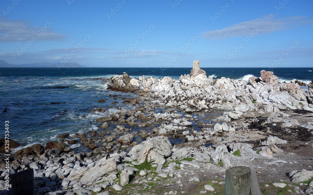 Fototapeta Brillenpinguine - Kolonie bei Kapstadt in Betty's Bay