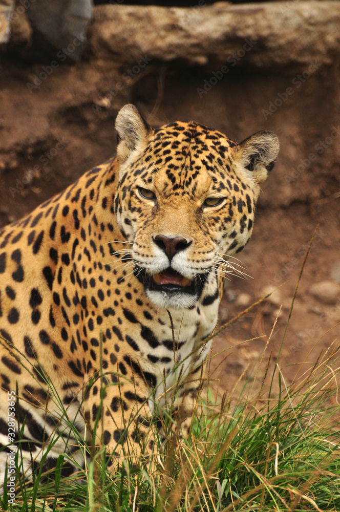 Fototapeta premium Jaguar