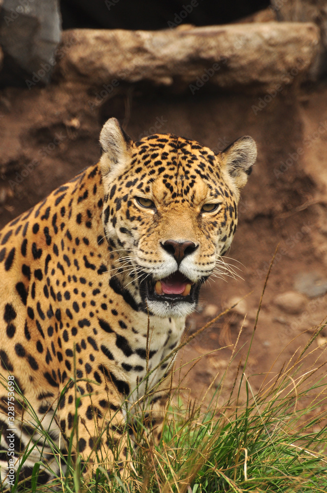 Obraz premium Jaguar