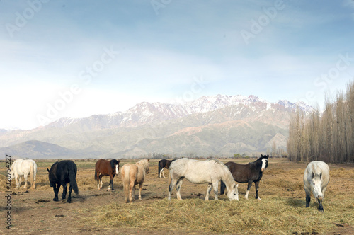 Wild horses eat grass with the horizon of the Andes