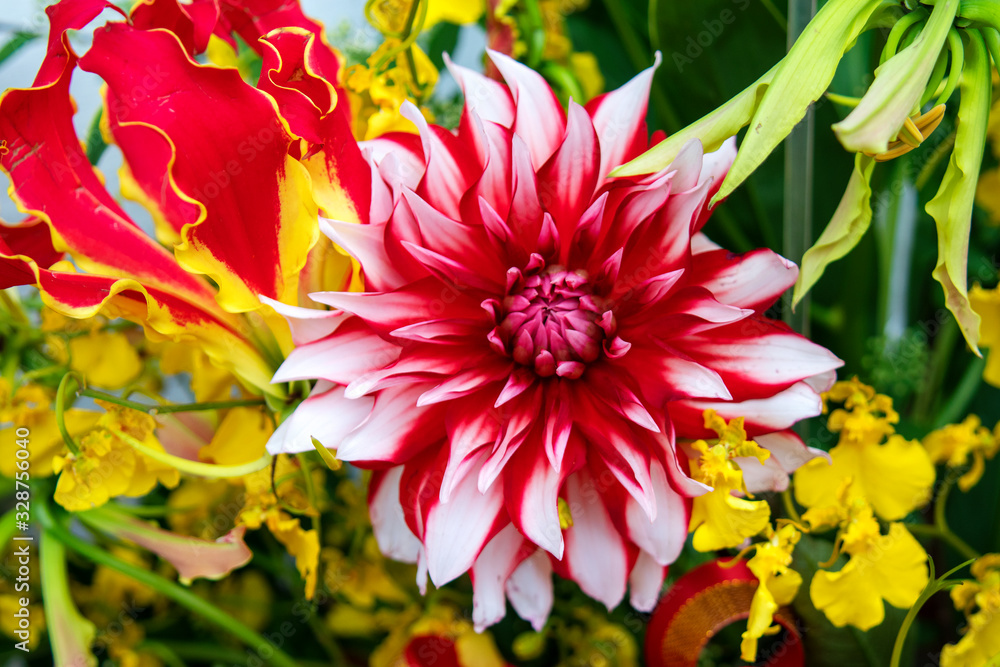 グロリオサとダリアとオンシジューム StockFoto Adobe Stock