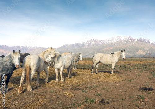 Fototapeta Naklejka Na Ścianę i Meble -  Wild horses eat grass with the horizon of the Andes