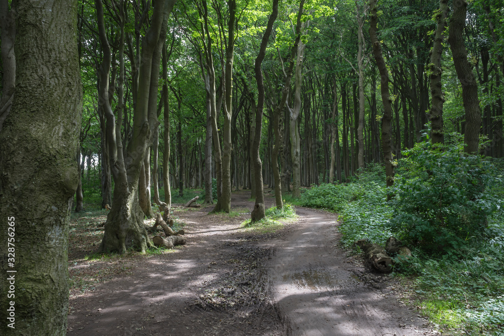 path in the forest path in the forest