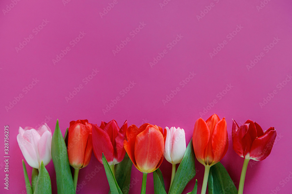 red and pink tulips on a pink background red and pink tulips on a pink background