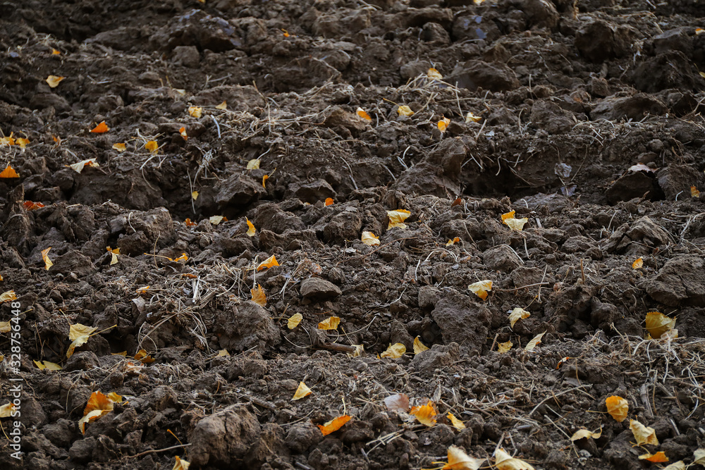 Obraz premium Rows of the plowed soil and faled leaves on it.
