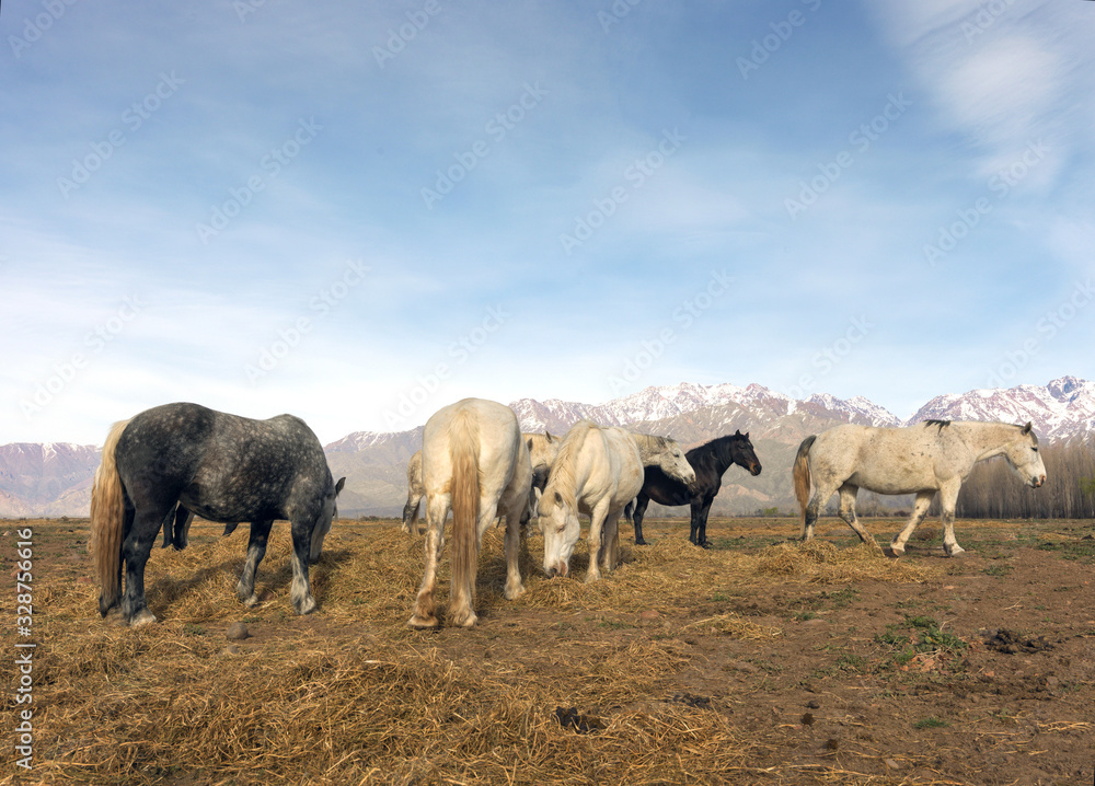 Fototapeta premium Wild horses eat grass with the horizon of the Andes