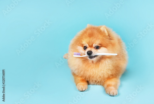 Cute Spitz dog with toothbrush on blue background