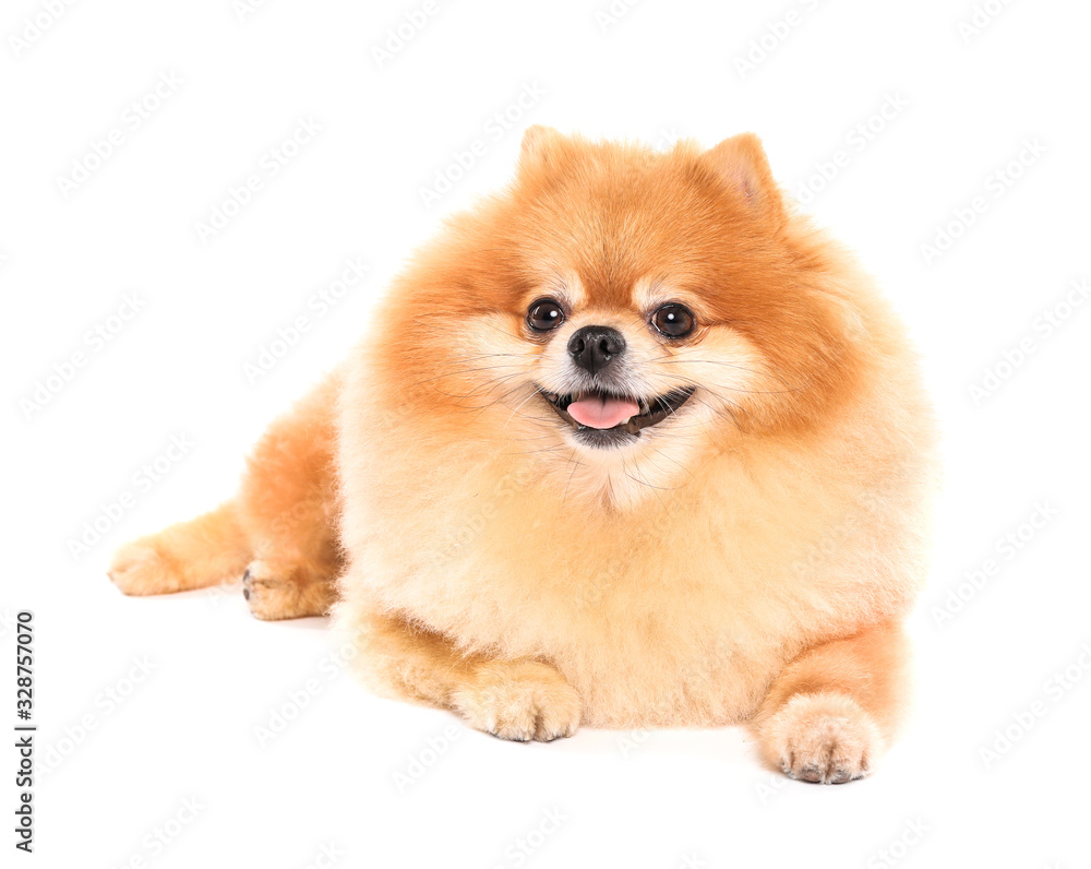 Cute Spitz dog isolated on a white background