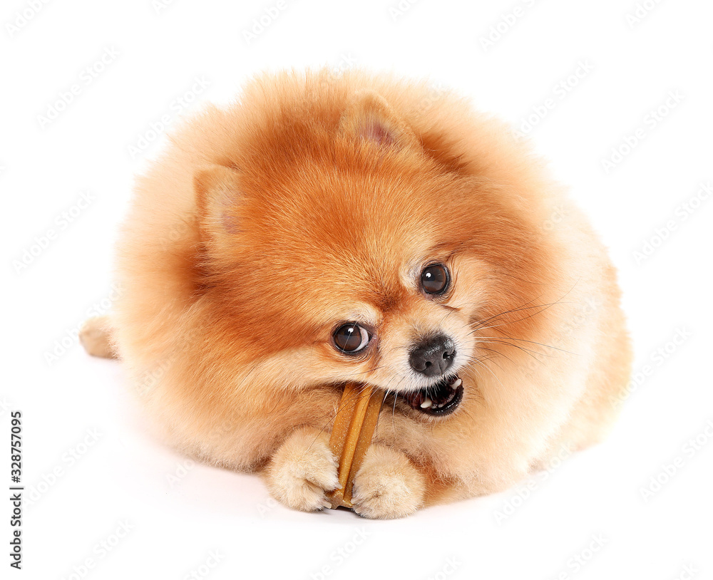 Cute spitz dog with food isolated on white background