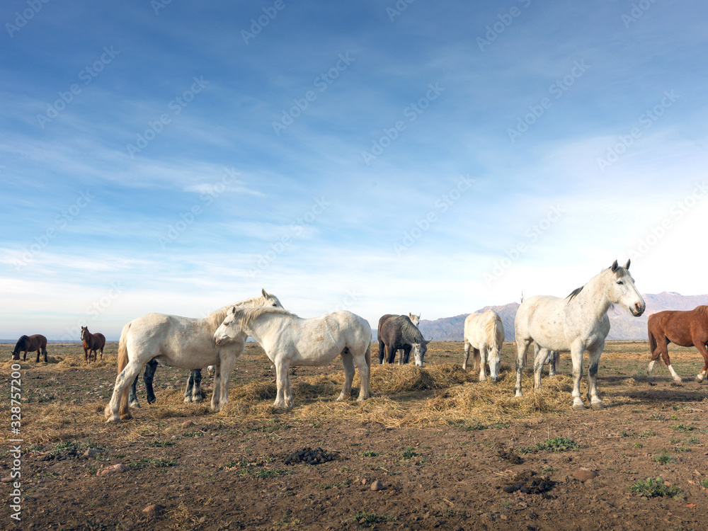 Fototapeta premium Wild horses eat grass with the horizon of the Andes