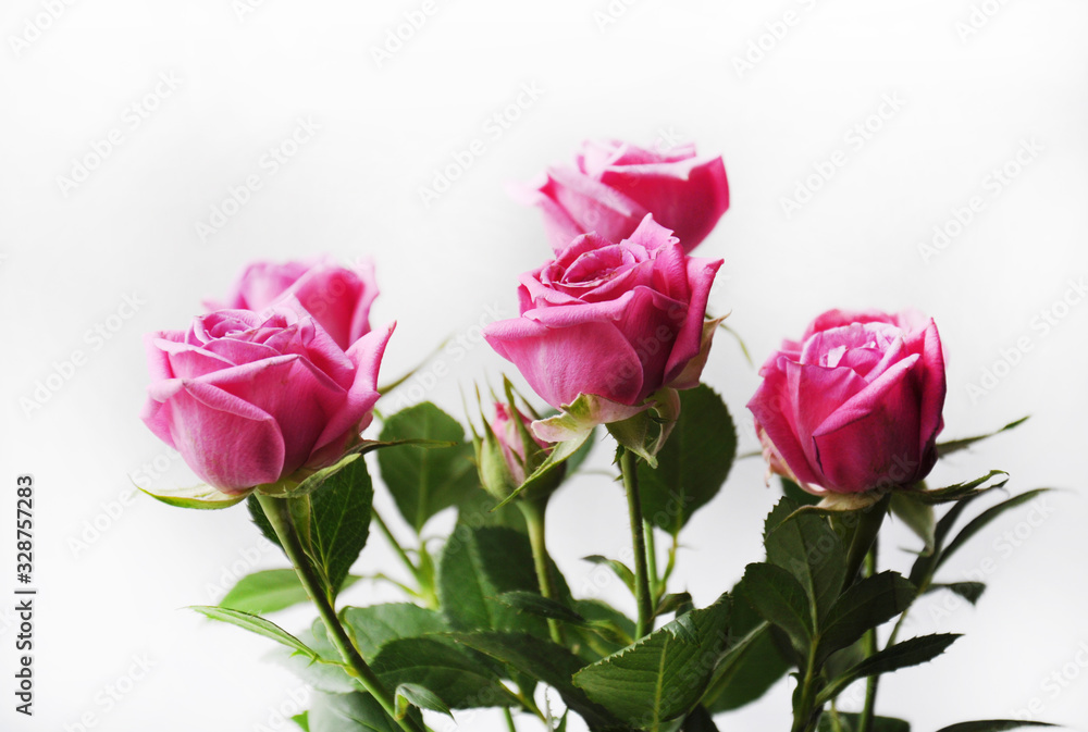 Beautiful pink roses on a white background. Beautiful pink roses on a white background.