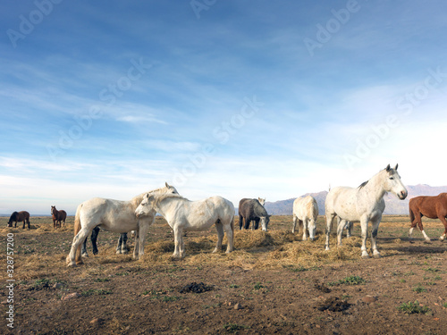Fototapeta Naklejka Na Ścianę i Meble -  Wild horses eat grass with the horizon of the Andes