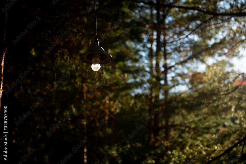 лампочка висит в лесу на природе на закате 
