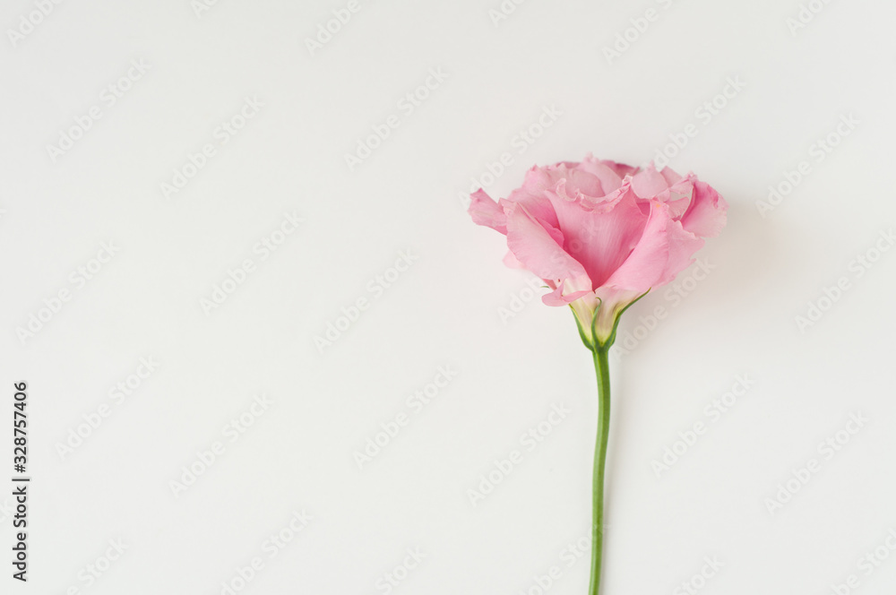 Beautiful pink eustoma flower(lisianthus) in full bloom. Bouquet of flowers on a white background. Beautiful pink eustoma flower(lisianthus) in full bloom. Bouquet of flowers on a white background.