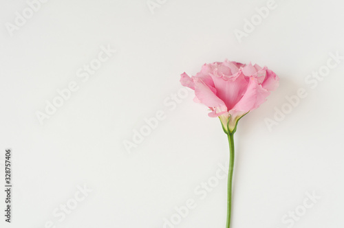 Beautiful pink eustoma flower(lisianthus) in full bloom. Bouquet of flowers on a white background.