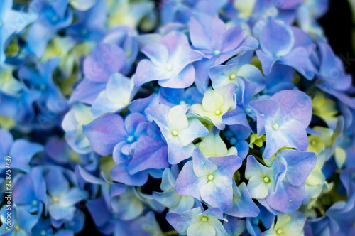 Beautiful blossoming tender blue  hydrangea flowers texture  close up view