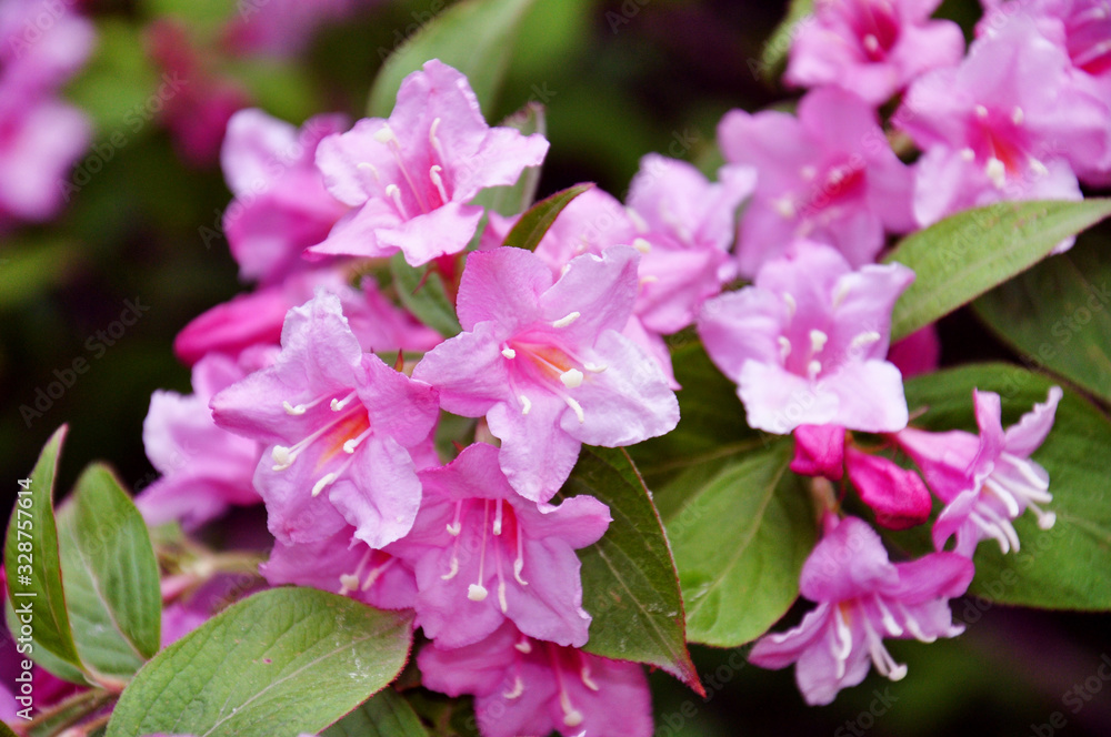 Beautiful pink flowers Weigela florida. Flowers of weigela florida. Blooming garden in spring garden in sunny day. Beautiful pink flowers Weigela florida. Flowers of weigela florida. Blooming garden in spring garden in sunny day.