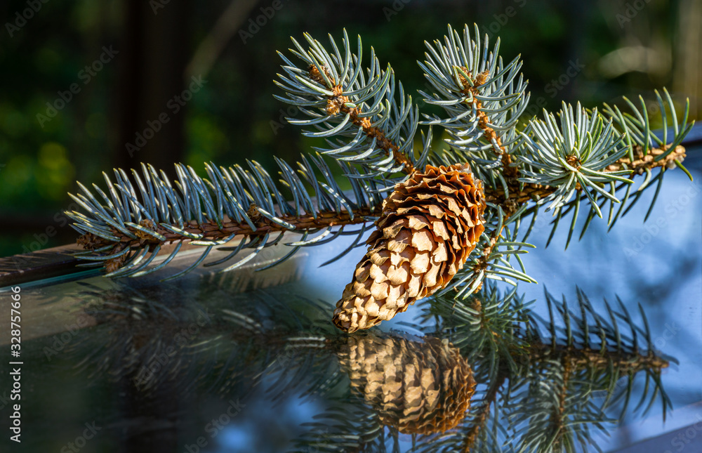 Obraz premium Branch of Blue spruce Picea pungens with cone and blue needles on glass surface. Spruce branch with cone is beautifully reflected in glass. Christmas concept.