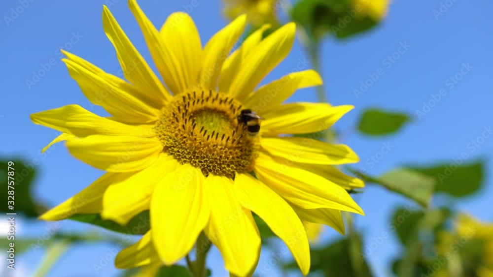 Bumble bee flies onto a sunflower. Close up of honey bees, pollinating yellow sunflowers in the field. Beautifully blooming sunflower flower in organic farming farm Bumble bee flies onto a sunflower. Close up of honey bees, pollinating yellow sunflowers in the field. Beautifully blooming sunflower flower in organic farming farm