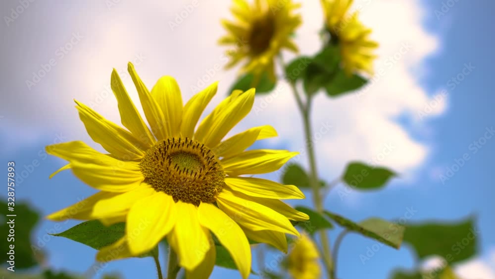 Natural landscape, view of a field of sunflowers, plants and agriculture in the countryside, bees collect pollen from flowers. Natural landscape, view of a field of sunflowers, plants and agriculture in the countryside, bees collect pollen from flowers.