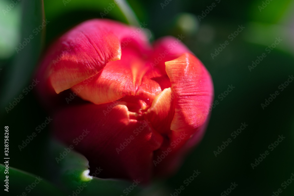 Spring tulip flower bud close up. Fierce vibrant warm colors Shallow depth of field. Blurred green background. Fresh and passionate artistic background. Spring tulip flower bud close up. Fierce vibrant warm colors Shallow depth of field. Blurred green background. Fresh and passionate artistic background.
