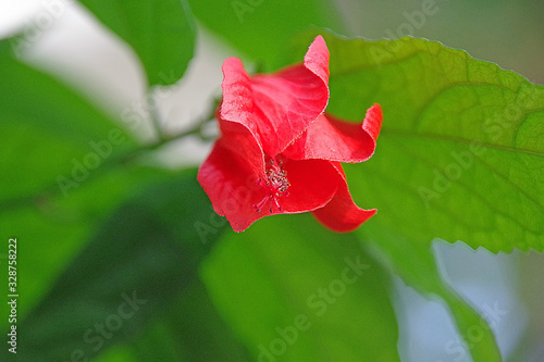 Fleur du jardin botanique de Lyon