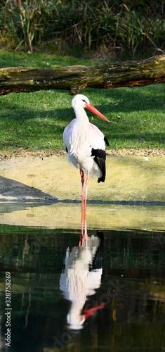 Obraz na plátne stork with a reflection in the water