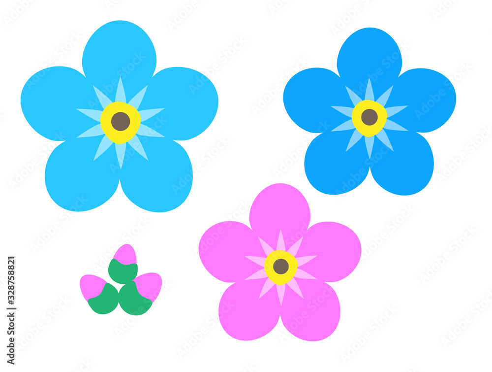 Forget me not flower isolated on white background. Blue and pink bloom with buds. Vector illustration.