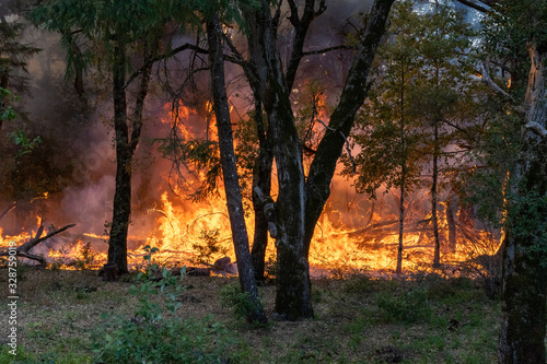 Trees on Fire in California