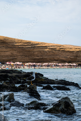 a seagull on some rocks in the sea in front of the beach with tourists