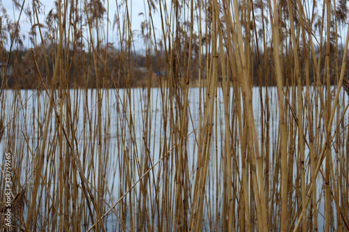 Texture of dried tall grass and a pond. Background of reeds and lake trunks