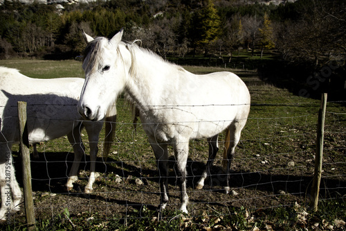 Fototapeta Naklejka Na Ścianę i Meble -  Horse in meadow