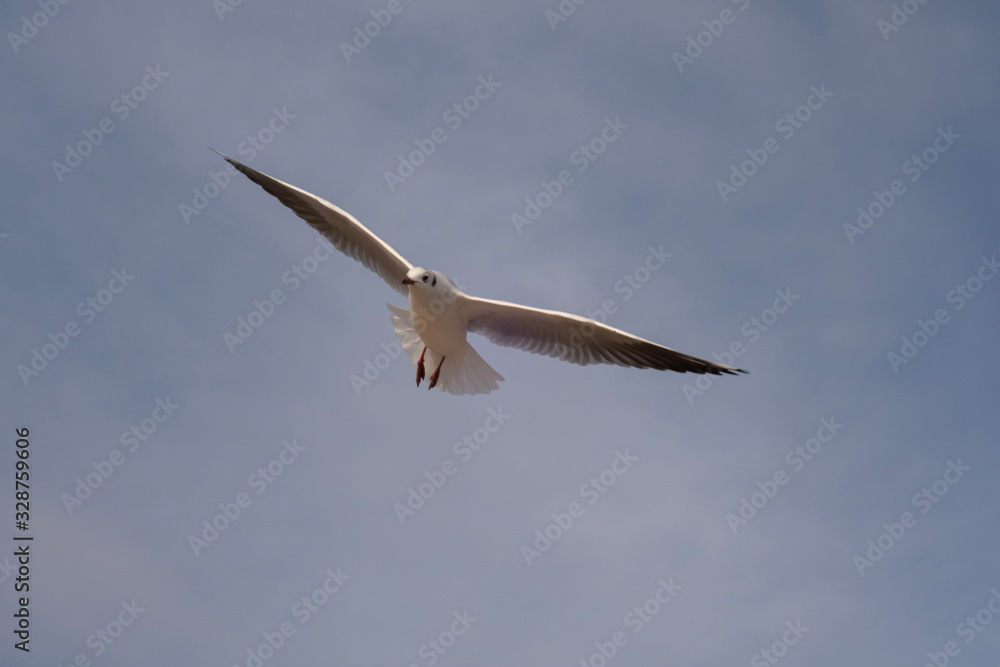 Fototapeta premium Seagulls and pigeons on the seashore on the beach on a sunny spring day.