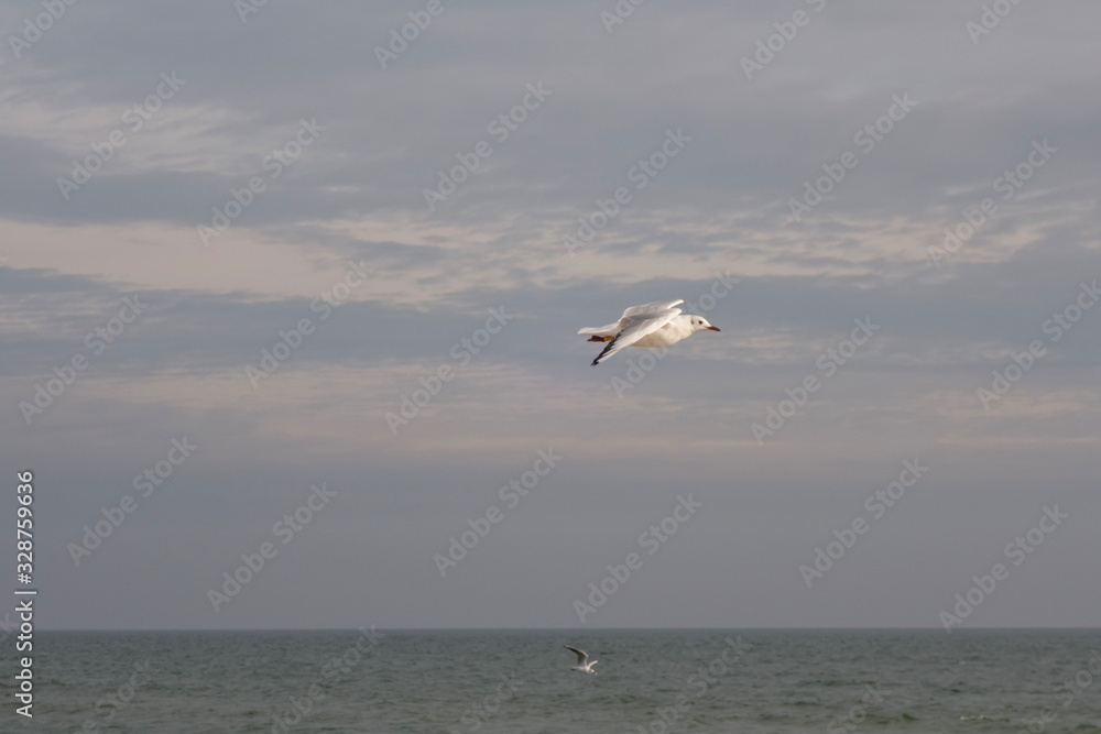 Seagulls and pigeons on the seashore on the beach on a sunny spring day. Seagulls and pigeons on the seashore on the beach on a sunny spring day.