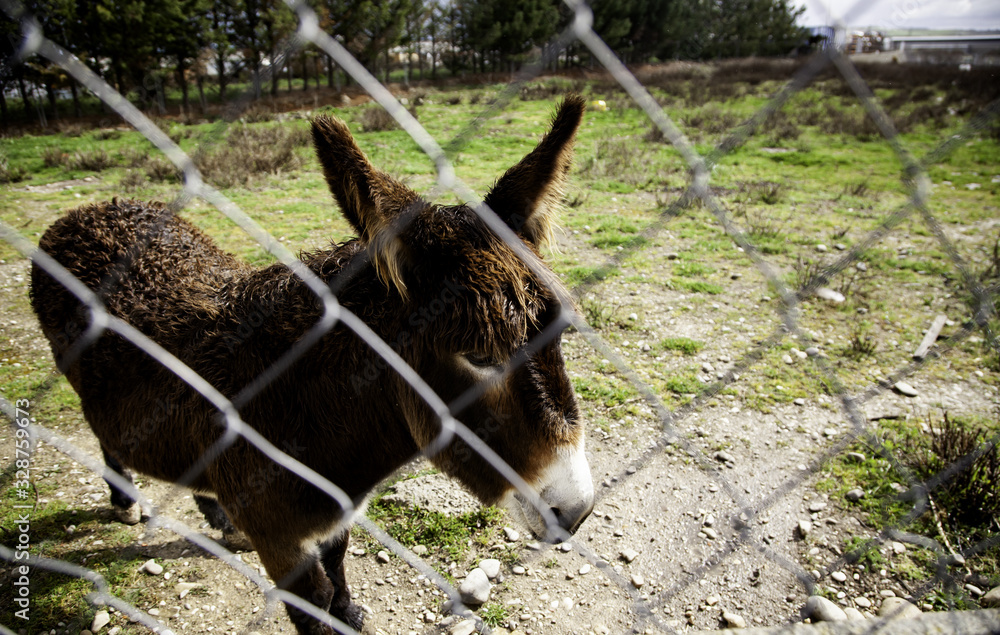 Fototapeta premium Donkeys on farm