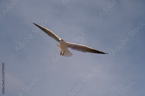 Seagulls and pigeons on the seashore on the beach on a sunny spring day.