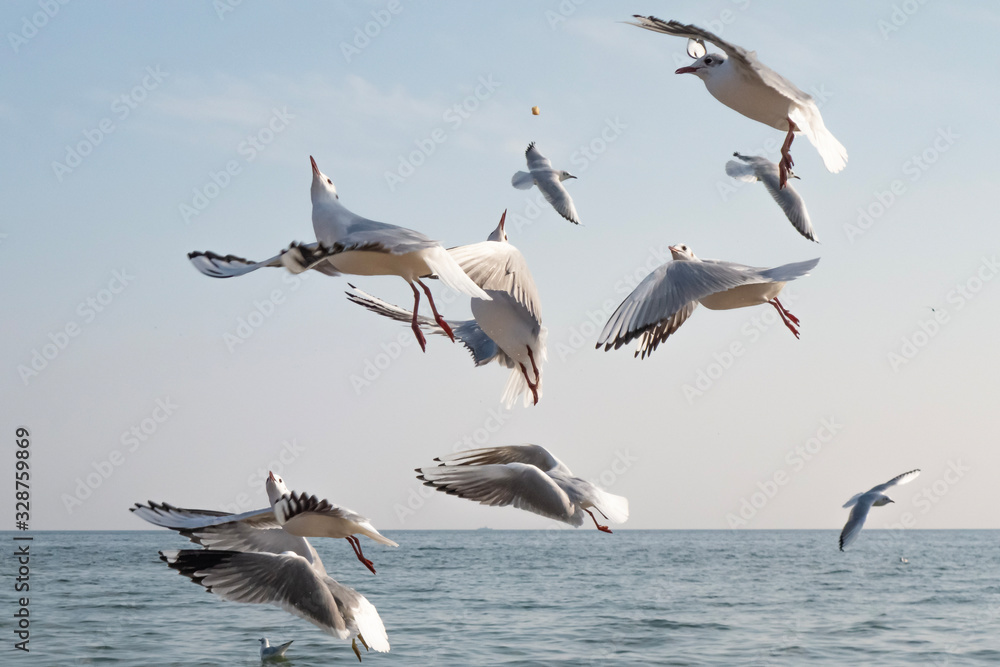 Seagulls and pigeons on the seashore on the beach on a sunny spring day. Seagulls and pigeons on the seashore on the beach on a sunny spring day.