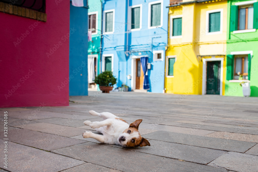 funny dog on the background of colored buildings, houses. Jack Russell Terrier in the city. Traveling with a pet.