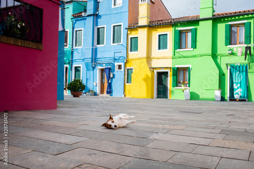 funny dog on the background of colored buildings, houses. Jack Russell Terrier in the city. Traveling with a pet. © annaav